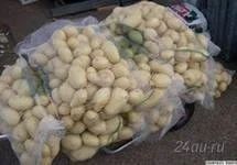 Лот: 1282396. Фото: 1. картофель по 9 руб. Картофель