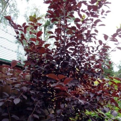 Лот: 19061369. Фото: 1. Черёмуха краснолистная Сибирская... Декоративные кустарники и деревья