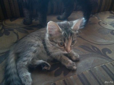 Лот: 9969207. Фото: 1. Отдам котенка в добрые руки. Кошки, котята
