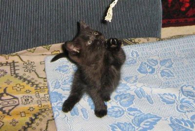 Лот: 1413364. Фото: 1. Котенок, черный. Кошки, котята
