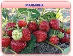 Лот: 7408259. Фото: 1. Клубника Мальвина (Германия),самый... Ягоды