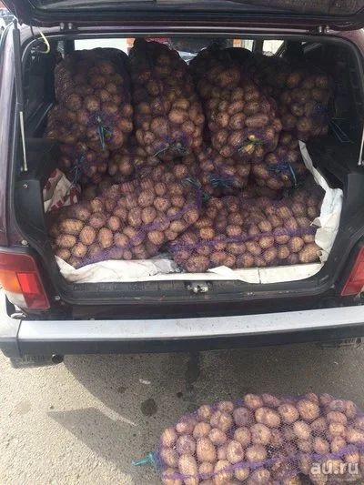 Лот: 10385245. Фото: 1. Картофель, Картошка. 4,5 ведра... Картофель