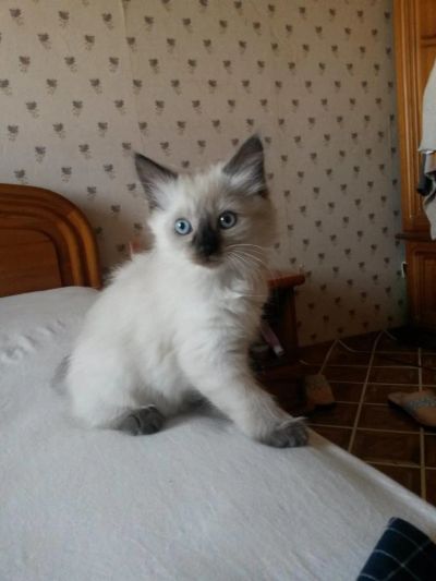 Лот: 5539852. Фото: 1. Маленькие коты 2 шт. Кошки, котята