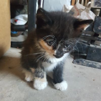 Лот: 11762565. Фото: 1. Киска в хорошие руки. Кошки, котята