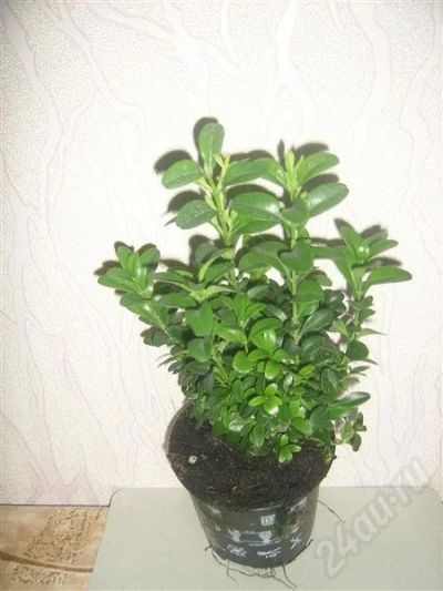Лот: 656094. Фото: 1. самшит. Горшечные растения и комнатные цветы