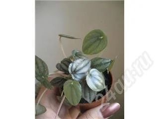 Лот: 466697. Фото: 1. Пеперомия серо-серебристая (Peperomia... Горшечные растения и комнатные цветы
