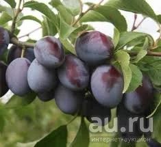 Лот: 13362419. Фото: 1. Сливово-вишневый гибрид Бетта. Фрукты и орехи