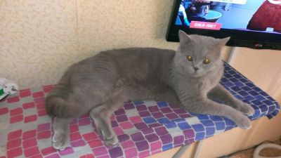 Лот: 8547753. Фото: 1. Британец. Кошки, котята