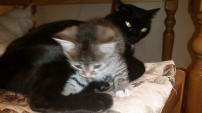 Лот: 12476898. Фото: 1. Отдам симпатичного котенка. Кошки, котята