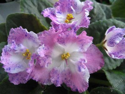 Лот: 2095498. Фото: 1. Фиалка " Playful Spectrum". Горшечные растения и комнатные цветы