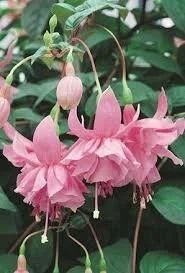 Лот: 13884764. Фото: 1. Фуксия Pink Galore. Горшечные растения и комнатные цветы