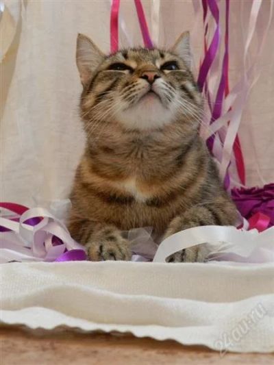 Лот: 2660325. Фото: 1. Кошка красивая, отдам. Кошки, котята