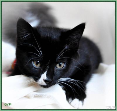 Лот: 8952107. Фото: 1. Котенок по кличке Цыпа! Вторым... Кошки, котята