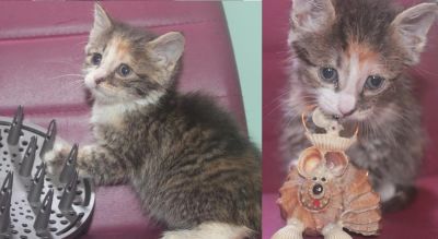 Лот: 9396273. Фото: 1. Котёночек. Кошки, котята
