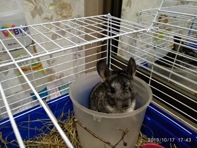 Лот: 14846778. Фото: 1. Шиншиллы. Другое (животные и уход)