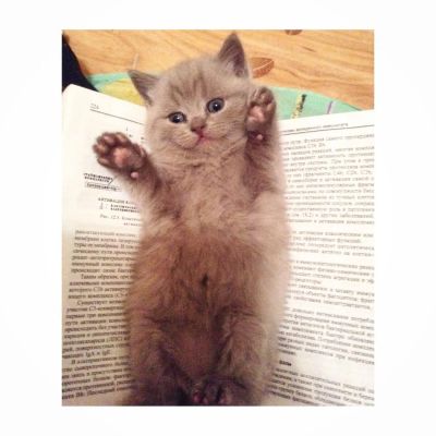 Лот: 6917359. Фото: 1. Шотладские котята. Кошки, котята
