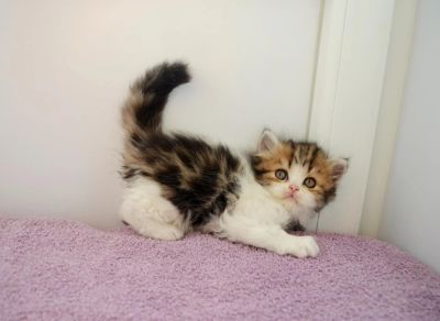 Лот: 6140806. Фото: 1. Шотландская кошечка хайленд мрамор. Кошки, котята