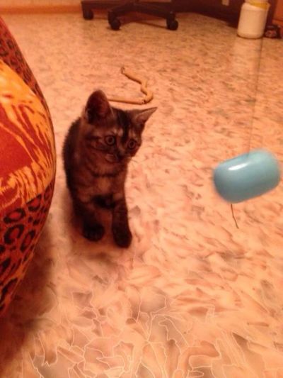 Лот: 6110362. Фото: 1. Британская кошечка. Кошки, котята