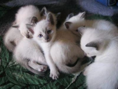 Лот: 3427966. Фото: 1. Маленькие котята. Кошки, котята