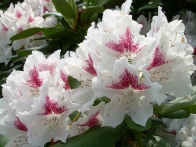 Лот: 14023168. Фото: 1. Азалия белая с малиновой серединой. Горшечные растения и комнатные цветы