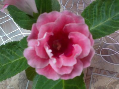 Лот: 1705557. Фото: 1. Глоксиния Брокада Roses - детка... Горшечные растения и комнатные цветы