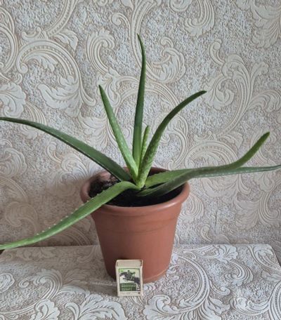 Лот: 25268036. Фото: 1. Алоэ. Горшечные растения и комнатные цветы