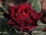 Лот: 1638449. Фото: 1. Black Baccara -чайно-гибридные... Другое (семена, рассада, садовые растения)