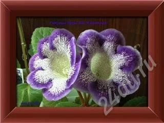 Лот: 507340. Фото: 1. Листик глоксинии Тигрина блю... Горшечные растения и комнатные цветы