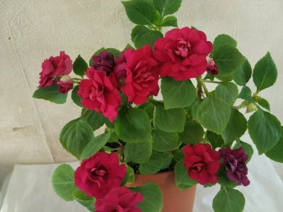 Лот: 2965770. Фото: 1. Бальзамин Burgundy Rose цветущий... Горшечные растения и комнатные цветы