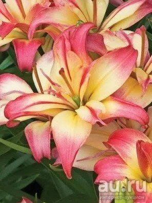 Лот: 13333214. Фото: 1. Лилия азиатка Delicate Joy. Садовые цветы