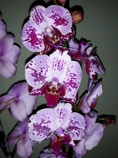Лот: 12261704. Фото: 1. Орхидея(фаленопсис). Горшечные растения и комнатные цветы
