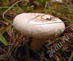 Лот: 2141938. Фото: 1. Белянки деревенские (грибы соленые... Грибы