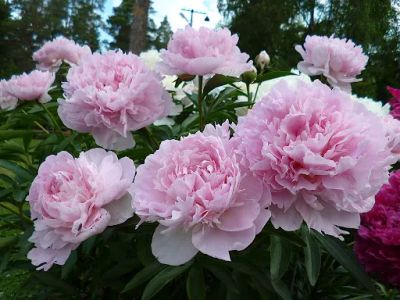 Лот: 25327631. Фото: 1. Пион розовый. Садовые цветы