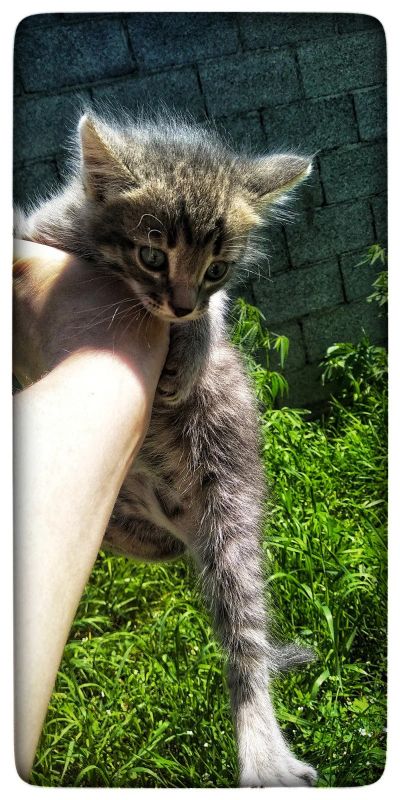 Лот: 16313643. Фото: 1. Котята. Кошки, котята