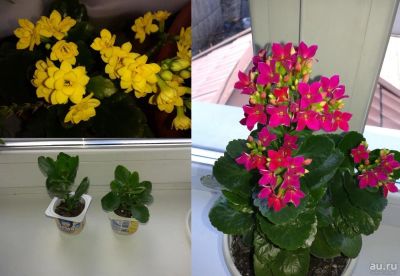 Лот: 8073953. Фото: 1. Каланхоэ (2 цвета одним лотом). Горшечные растения и комнатные цветы