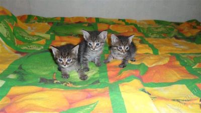 Лот: 1029056. Фото: 1. Очаровательные котята. Остальные животные