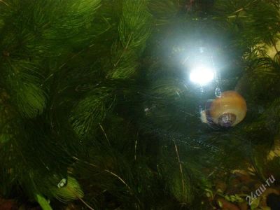 Лот: 841500. Фото: 1. Роголистник. Водные растения