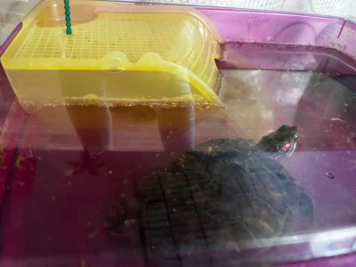 Лот: 18804209. Фото: 1. Черепаха красноухая+ террариум. Остальные животные