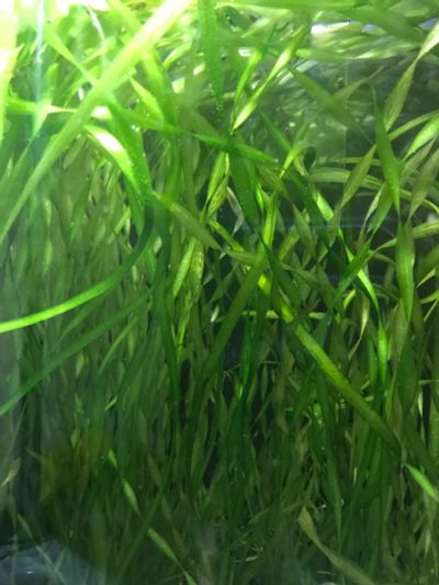 Лот: 11601245. Фото: 1. Валлиснерия спиральная . 10 кустов. Водные растения