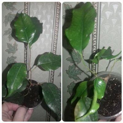 Лот: 7316704. Фото: 1. Фикус Наоми.большие укорененные... Горшечные растения и комнатные цветы