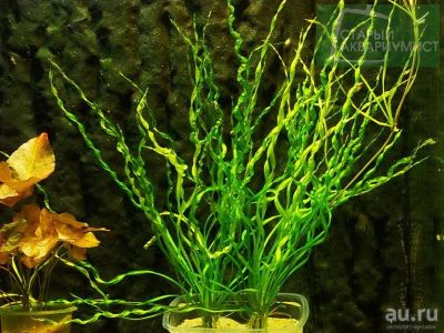 Лот: 14666364. Фото: 1. Эхинодорус Везувий (Echinodorus... Водные растения