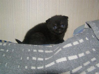 Лот: 2816286. Фото: 1. Плюшевые крошки. Кошки, котята