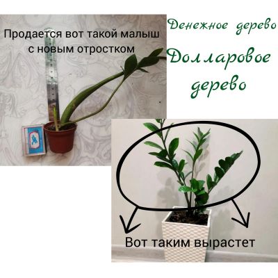 Лот: 19663295. Фото: 1. Денежное (долларовое) дерево приносит... Горшечные растения и комнатные цветы