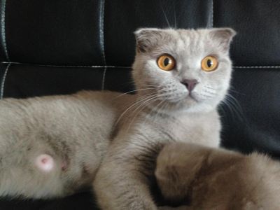 Лот: 5840339. Фото: 1. Шотландские котята, чисто-породистые... Кошки, котята