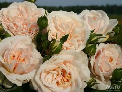 Лот: 7453488. Фото: 1. Роза Лионс Роуз (парковая). Садовые цветы