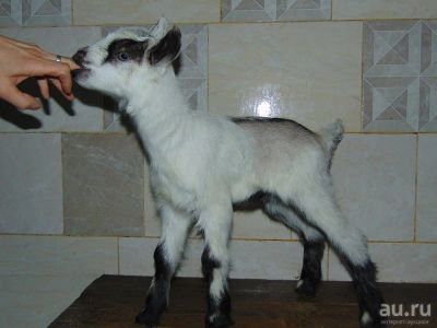 Лот: 8948984. Фото: 1. Козлик Альпийский. Остальные животные