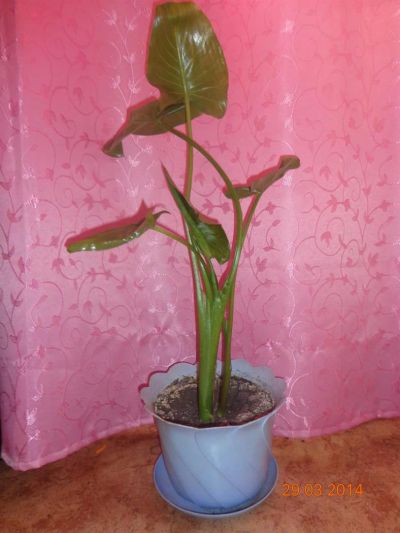 Лот: 3905039. Фото: 1. Цветок Каллы. Горшечные растения и комнатные цветы