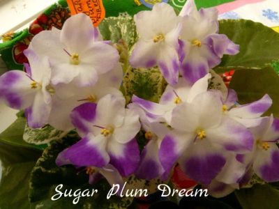 Лот: 13912482. Фото: 1. Фиалка детка Sugar Plum Dream. Горшечные растения и комнатные цветы