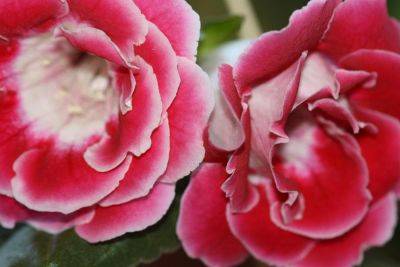 Лот: 2968564. Фото: 1. Глоксиния 36 (цветет). Горшечные растения и комнатные цветы