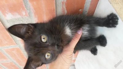 Лот: 5937559. Фото: 1. Отдам котенка любящим ручкам. Кошки, котята